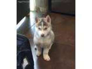 Siberian Husky Puppy for sale in Chula Vista, CA, USA