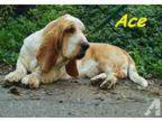 Basset Hound Puppy for sale in LA HABRA, CA, USA
