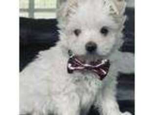Maltese Puppy for sale in Ranburne, AL, USA