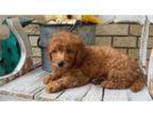Goldendoodle Puppy for sale in South Burlington, VT, USA