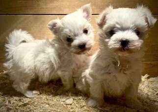 Maltese Puppy for sale in FARIBAULT, MN, USA