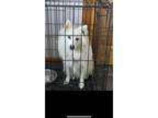 American Eskimo Dog Puppy for sale in Essex Junction, VT, USA