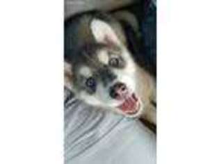 Siberian Husky Puppy for sale in Mount Union, PA, USA