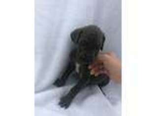 Great Dane Puppy for sale in Sanger, CA, USA