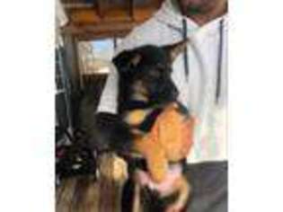 German Shepherd Dog Puppy for sale in Liberty, NY, USA
