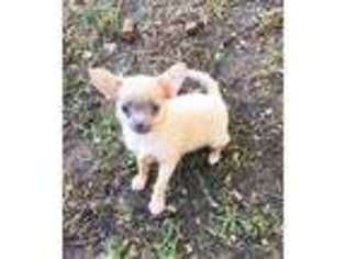 Chihuahua Puppy for sale in Rosanky, TX, USA
