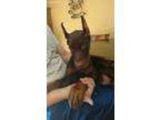 Doberman Pinscher Puppy for sale in Concord, NH, USA