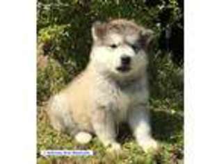 Alaskan Malamute Puppy for sale in Courtland, VA, USA
