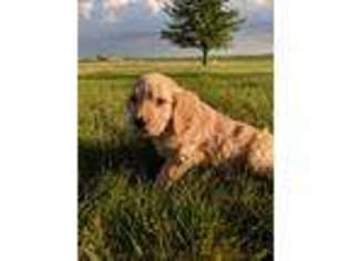 Goldendoodle Puppy for sale in Francesville, IN, USA