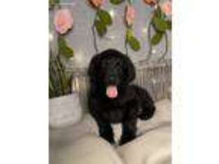 Labradoodle Puppy for sale in Hampshire, IL, USA