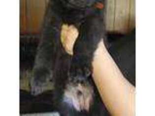 German Shepherd Dog Puppy for sale in Haslett, MI, USA