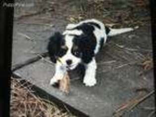 Cavalier King Charles Spaniel Puppy for sale in Willis, TX, USA