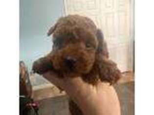 Mutt Puppy for sale in Independence, KY, USA