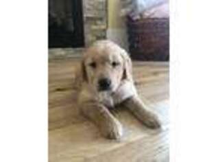 Golden Retriever Puppy for sale in Fort Collins, CO, USA
