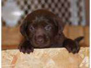 Labrador Retriever Puppy for sale in VICTOR, MT, USA