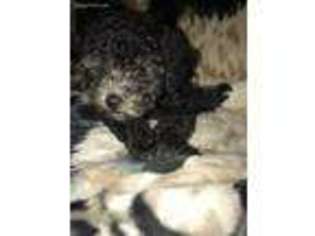 Mutt Puppy for sale in Mulvane, KS, USA