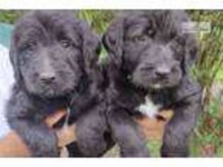 Labradoodle Puppy for sale in West Palm Beach, FL, USA