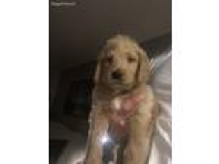 Labradoodle Puppy for sale in Bloomington, IN, USA