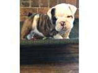 Bulldog Puppy for sale in Savannah, GA, USA