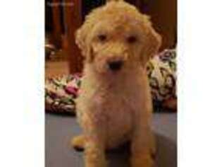 Labradoodle Puppy for sale in Kermit, TX, USA