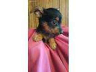 Yorkshire Terrier Puppy for sale in Cache, OK, USA