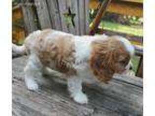 Cavalier King Charles Spaniel Puppy for sale in Inola, OK, USA
