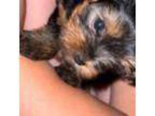 Yorkshire Terrier Puppy for sale in North Las Vegas, NV, USA