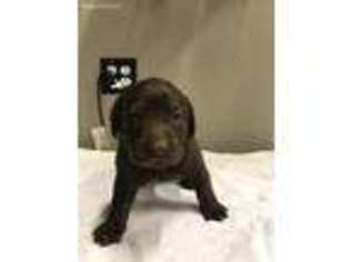 Labrador Retriever Puppy for sale in French Lick, IN, USA