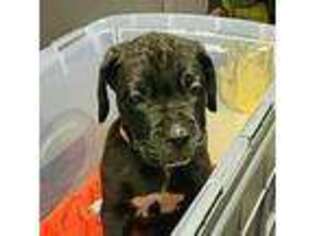 Cane Corso Puppy for sale in Ruffin, NC, USA