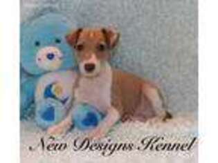 Italian Greyhound Puppy for sale in Rockwell City, IA, USA