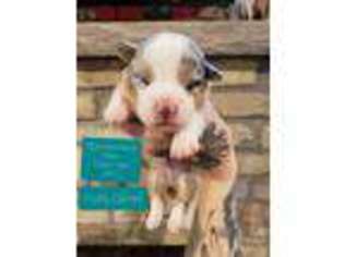 Pembroke Welsh Corgi Puppy for sale in Milton, WI, USA
