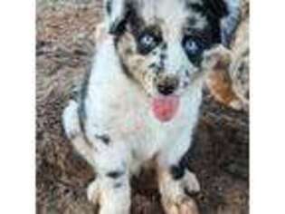 Australian Shepherd Puppy for sale in Harrah, OK, USA