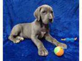 Great Dane Puppy for sale in Rockford, IL, USA
