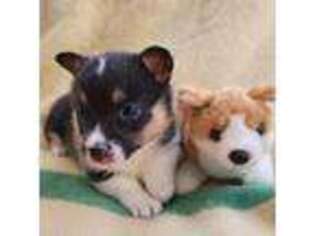 Pembroke Welsh Corgi Puppy for sale in Duluth, MN, USA