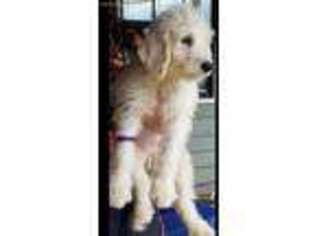 Labradoodle Puppy for sale in Christmas, FL, USA