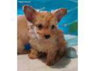 Maltipom Puppy for sale in Colfax, CA, USA