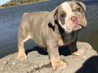 Bulldog Puppy for sale in Amarillo, TX, USA