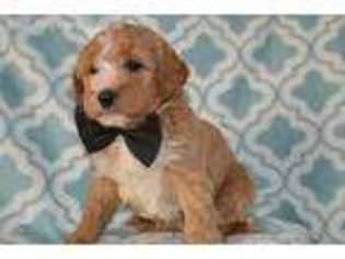 Goldendoodle Puppy for sale in Honey Brook, PA, USA