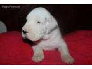 Great Dane Puppy for sale in Robertsdale, AL, USA