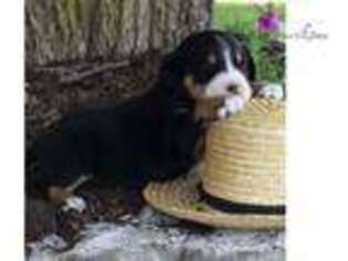 Greater Swiss Mountain Dog Puppy for sale in Fredericksburg, VA, USA