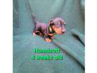 Dachshund Puppy for sale in Pollock Pines, CA, USA