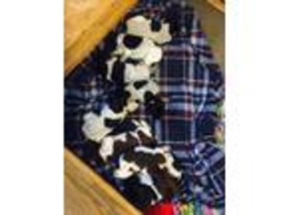 German Shorthaired Pointer Puppy for sale in Supply, NC, USA