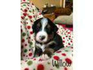 Bernese Mountain Dog Puppy for sale in Jacksonville, FL, USA