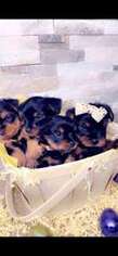Yorkshire Terrier Puppy for sale in Warwick, RI, USA
