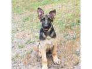 German Shepherd Dog Puppy for sale in Plymouth, MA, USA
