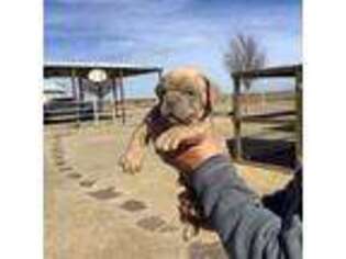 Olde English Bulldogge Puppy for sale in Pampa, TX, USA