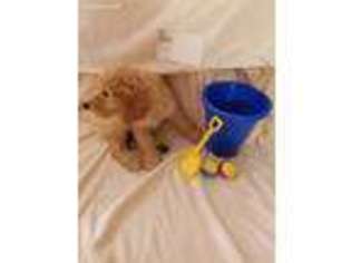 Goldendoodle Puppy for sale in Stuart, FL, USA