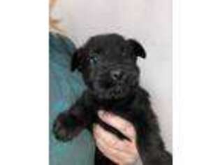 Mutt Puppy for sale in Glasco, KS, USA