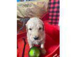 Labradoodle Puppy for sale in Lemont, IL, USA