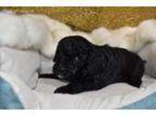 Mutt Puppy for sale in Elizabeth, CO, USA